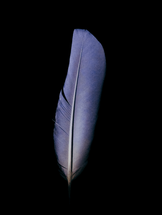 Abstract photograph of a pigeon feather, dramatically lighting