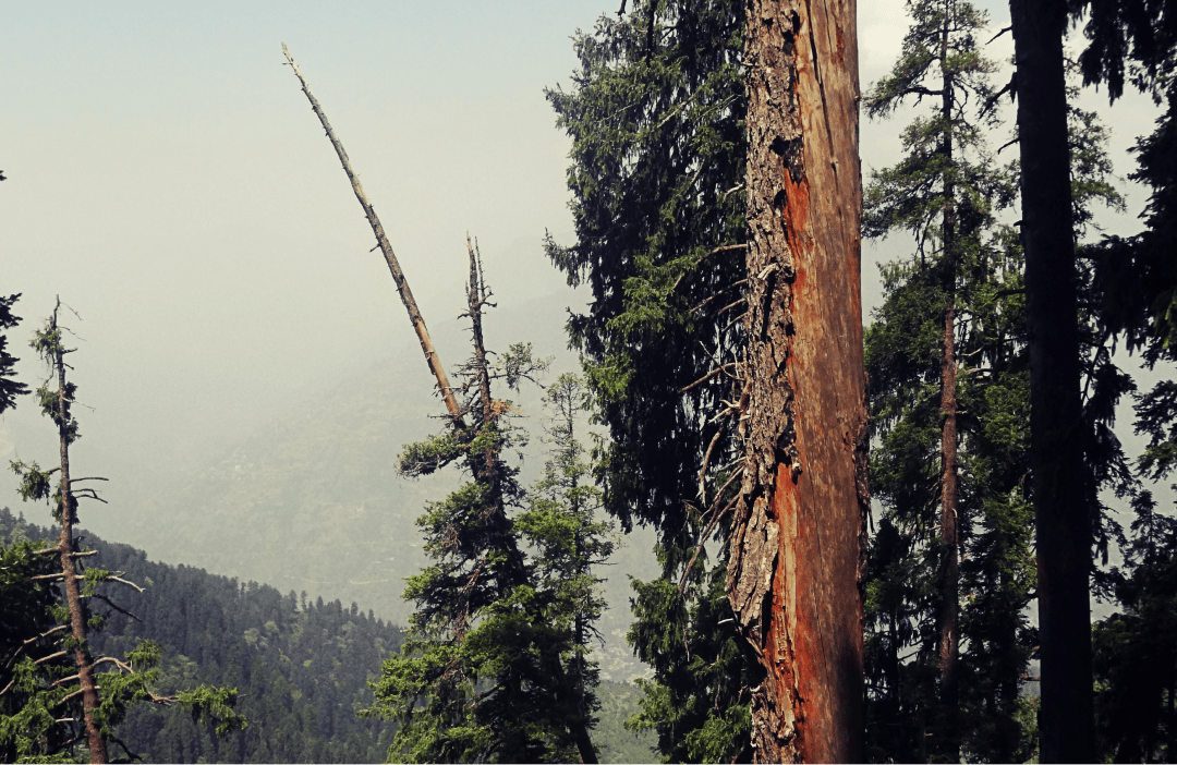 Abstract landscape shot, with well textured three bark in the foreground